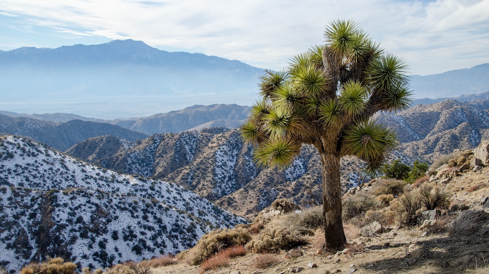 With Hotter, Drier Local weather, California’s Joshua Timber Are in Trouble