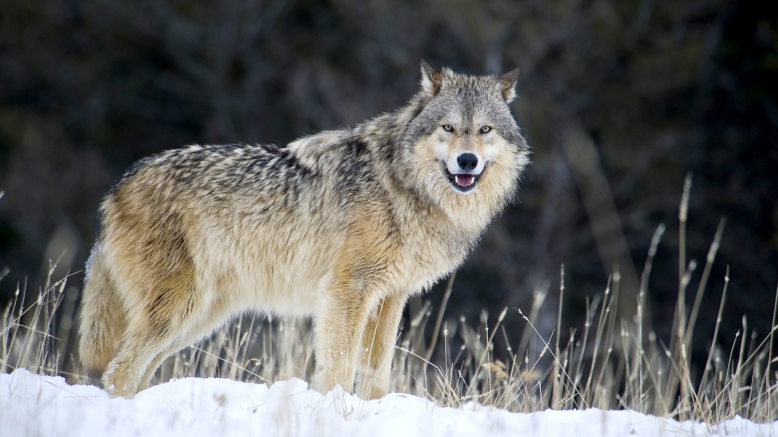 As Wolf Populations Rebound, an Indignant Backlash Intensifies