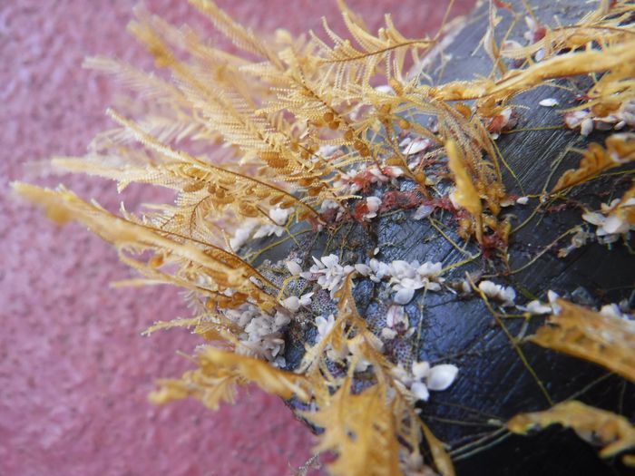 Stunning Species Are Colonizing Rafts of Plastic Particles inside the Extreme Seas