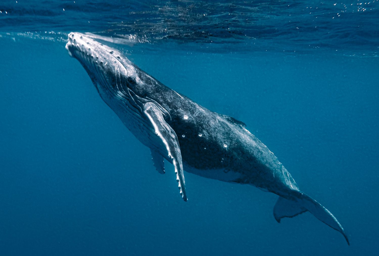 Whales Are Ingesting a Gorgeous Amount of Microplastics